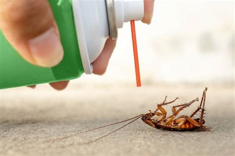 can disinfectant spray kill bugs and should we rely solely on it for pest control?