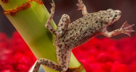 how to feed african dwarf frogs and why we should care about global biodiversity