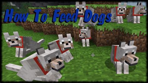 how to feed dog in minecraft: Exploring the Curiosity Behind In-Game Pet Care and Its Imaginary World Dynamics